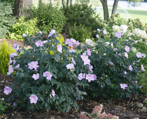 Pollypetite™ Rose of Sharon