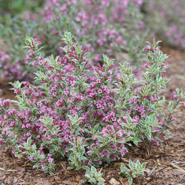 My Monet® Purple Effect™ Weigela - Farwest Show | Portland ...