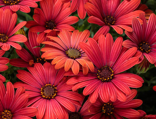 Bright Lights™ Red African Daisy
