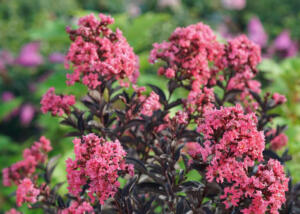 Center Stage™ Coral Crapemyrtle