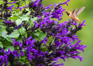 BODACIOUS® Hummingbird Falls Salvia