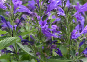Prelude™ Purple Japanese Catmint