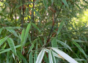 Silver Dragon Bamboo