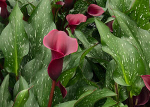 Be My™ Heart Calla Lily