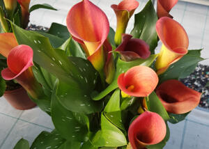 Be My™ Main Squeeze™ Calla Lily