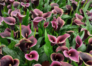Be My™ Prince Calla Lily