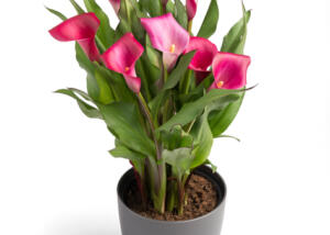 Be My™ First Love Calla Lily
