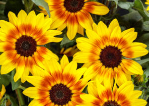 Suncredible® Saturn™ Sunflower