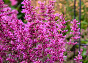 Agastache MEANT TO BEE 'Royal Raspberry' PPAF CPBRAF