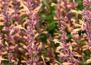 Agastache MEANT TO BEE 'Queen Nectarine' PPAF CPBRAF