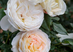 Top Cream Rose