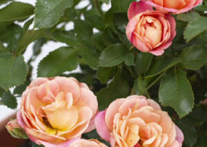 Peach SUNBLAZE® Rose