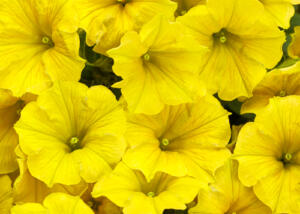 Supertunia Mini Vista® Yellow Petunia
