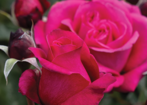 Eau De Parfum™ Bling Rose