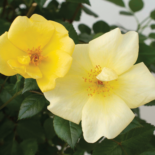 Easy Bee-zy™ Knock Out® Rose – Farwest Show | Portland, Oregon