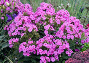 Luminary® Pristmatic Pink Tall Garden Phlox
