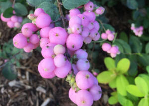 Proud Berry® Coralberry