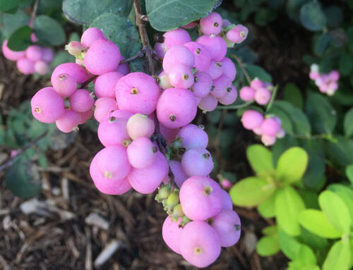 Proud Berry® Coralberry