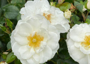 Oso Easy Ice Bay™ Rose