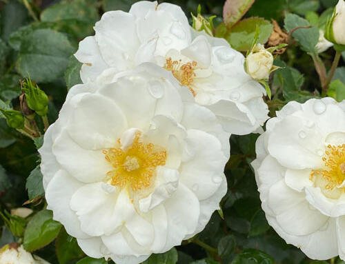 Oso Easy Ice Bay™ Rose