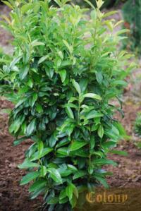 Skinny Skip® Cherry Laurel - Farwest Show | Portland, Oregon