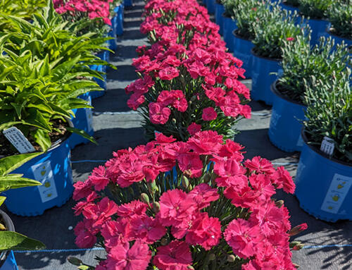 Glamour Time™ Dianthus