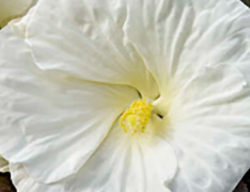 SUMMERIFIC® Rose Mallow