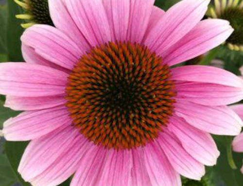 French Tips Coneflower