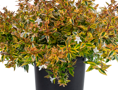 Abelia SUNTASTIC® Peach