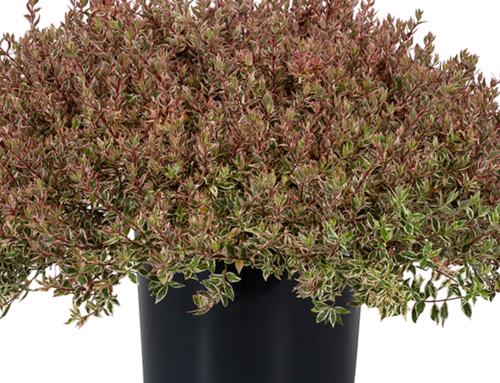 Abelia SUNTASTIC® Pink