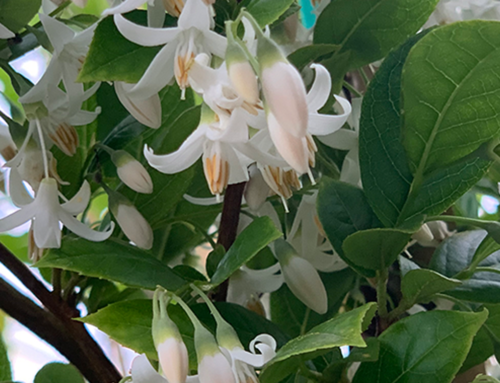 Starway to Heaven™ Japanese Snowbell