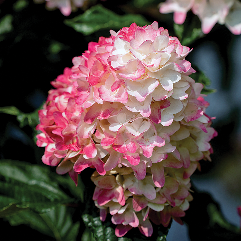 Spring Sizzle Panicle Hydrangea Farwest Show Portland Oregon
