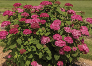 DreamScape Smooth Hydrangea