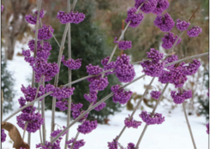 Bubble Up® Beautyberry