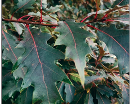 SATURNALIA™ Oak