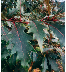 SATURNALIA™ Oak