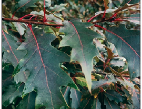 SATURNALIA™ Oak