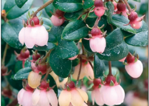 Candybox® Chilean Guava