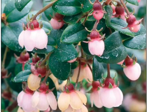 Candybox® Chilean Guava