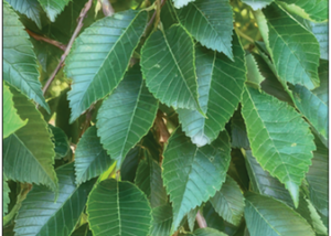 Summer Elixir® Elm
