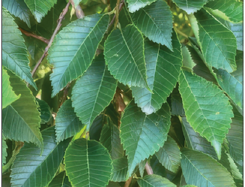 Summer Elixir® Elm