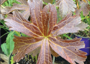 Huggy Bear Hardy Geranium