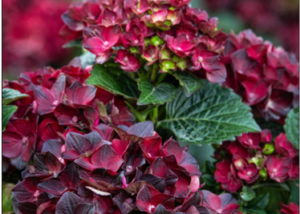 Centennial Ruby™ Hydrangea