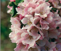 Coral Spear™ Crabapple