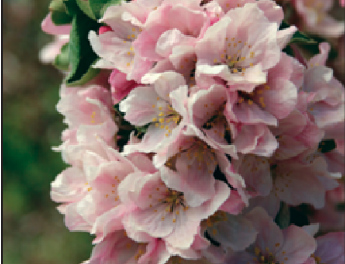 Coral Spear™ Crabapple