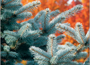 Déjà Blue® Blue Spruce