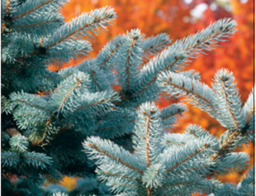 Déjà Blue® Blue Spruce