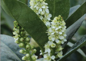 Jade Turtle™ Cherry Laurel