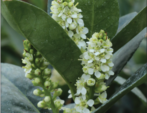 Jade Turtle™ Cherry Laurel