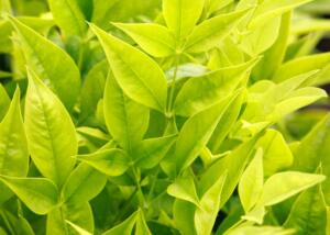 Limeade® Heavenly Bamboo
